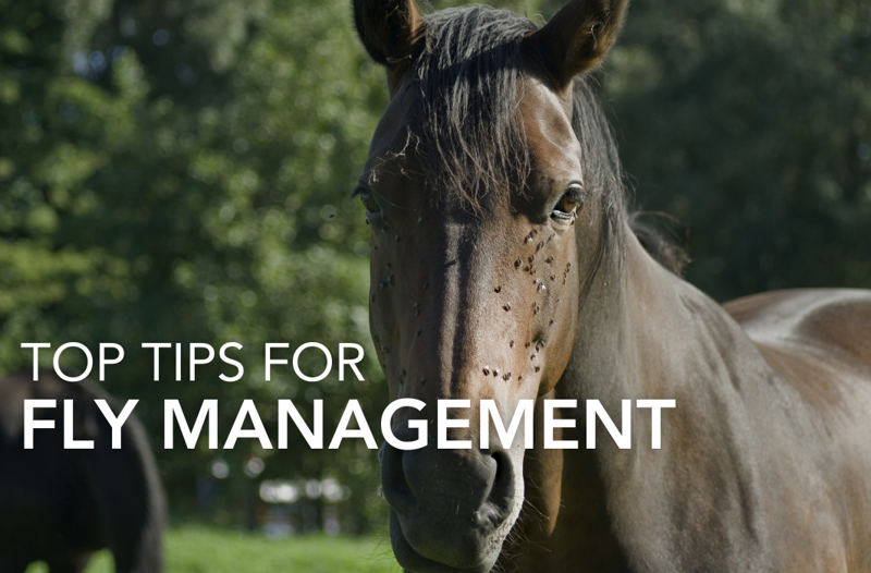 Top Tips for Fly Management | Equine Science Matters™